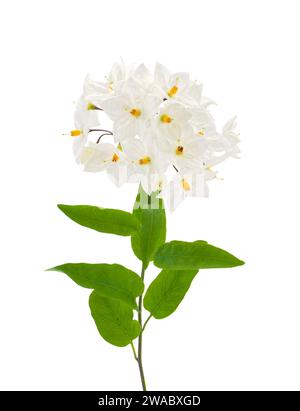 Fiori di vite di patata isolati su fondo bianco, Solanum laxum Foto Stock