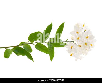 Pianta di vite di patata isolata su fondo bianco, Solanum laxum Foto Stock