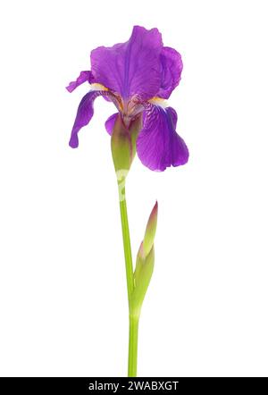 Pianta di Iris barbuto isolata su fondo bianco, Iris germanica Foto Stock