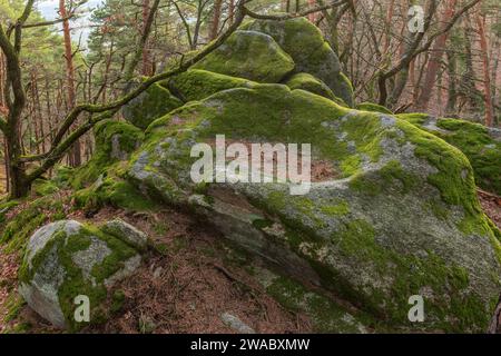 Roccia celtica, roccia con coppe sul sentiero roccioso. Dieffenthal, Bas-Rhin, Alsace, Grand Est, Francia, Europa. Foto Stock