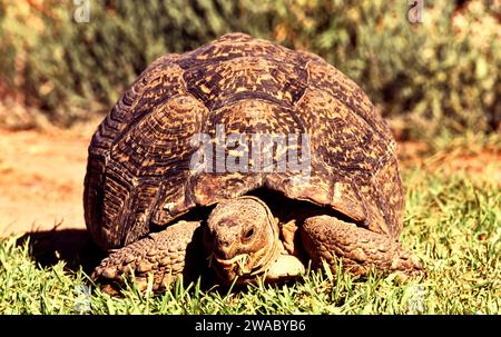 Grande tartaruga in Sud Africa che mangia erba Foto Stock