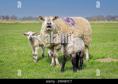 Bleating domestic sheep ewe with twin black and white lambs in meadow / pasture in spring, Schleswig-Holstein, Germany Foto Stock