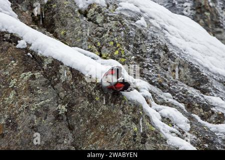 Wallcreeper europeo (Tichodroma muraria) femmina in piumaggio non riproduttivo che cerca insetti sulla parete rocciosa di montagna delle Alpi in autunno, Italia Foto Stock