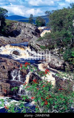 River Cassley Sutherland Scotland Rowan Tree e bacche rosse in tarda estate Foto Stock