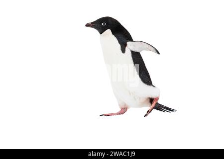 Ritagliate l'immagine di un singolo pinguino di Adelie, Pygoscelis adeliae, che cammina sulla neve, Antartide Foto Stock