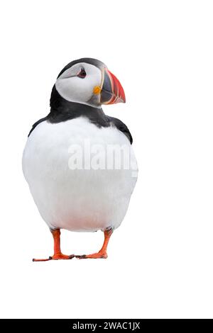 Ritagliata l'immagine di una singola pulcinella atlantica, Fratercula arctica, in piedi sulle Isole farne, Northumberland, Regno Unito Foto Stock