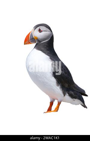 Ritagliata l'immagine di una singola pulcinella atlantica, Fratercula arctica, in piedi sulle Isole farne, Northumberland, Regno Unito Foto Stock