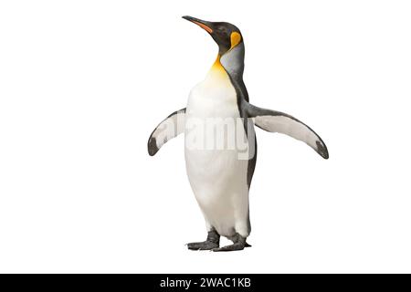 Ritagliata l'immagine di un singolo pinguino re, Aptenodytes patagonicus, in piedi, Georgia del Sud Foto Stock