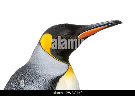 Ritagliare l'immagine della testa del pinguino reale, Aptenodytes patagonicus, Foto Stock