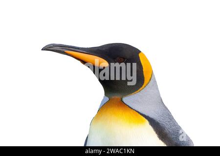 Ritagliare l'immagine della testa del pinguino reale, Aptenodytes patagonicus, Foto Stock