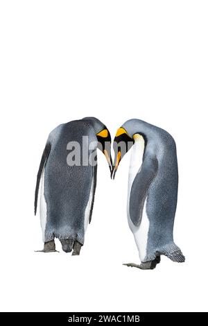 Ritagliate l'immagine di una coppia di pinguini reali, Aptenodytes patagonicus, in corteggiamento, Georgia del Sud Foto Stock