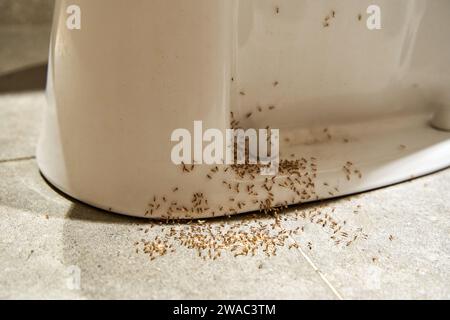 Una colonia di formiche nasconde le uova sotto il bagno. Il problema degli insetti in casa Foto Stock