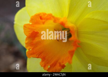 Primo piano estremo di un Daffodil giallo con una corona a forma di rondine arancione Foto Stock
