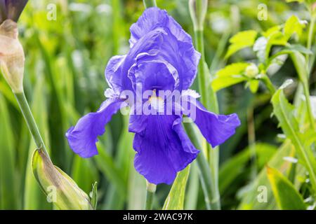 Deutsche Schwertlilie (Iris x germanica) è il nome accettato per una specie di piante da fiore della famiglia delle Iridaceae comunemente noto come bearde Foto Stock