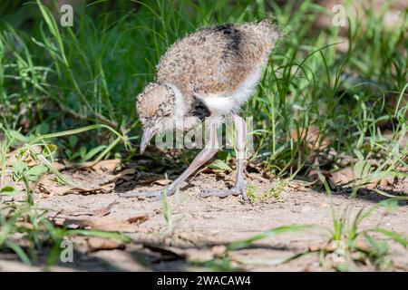 Vanellus chilensis pulcino alla ricerca di cibo dal terreno. Foto Stock