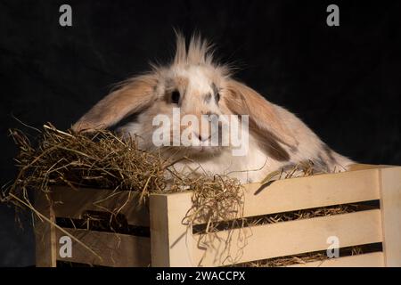 Un soffice coniglio dalle orecchie di leone, irresistibilmente carino, lancia la testa in un cestino da picnic. Su uno sfondo buio Foto Stock
