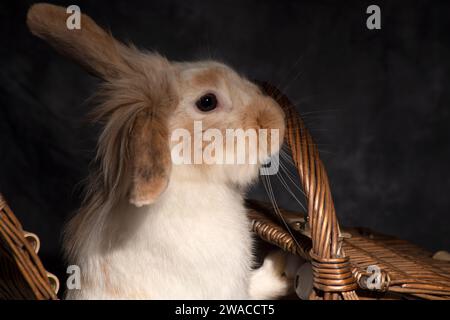 Un soffice coniglio dalle orecchie di leone, irresistibilmente carino, lancia la testa in un cestino da picnic. Su uno sfondo buio Foto Stock