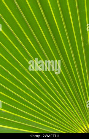 Palmetto frond, Enchanted Forest Sanctuary, Florida Foto Stock