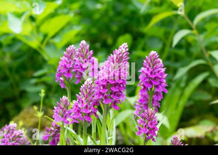 Ochidee di Madeira (dactylorhiza foliosa) in fiore Foto Stock