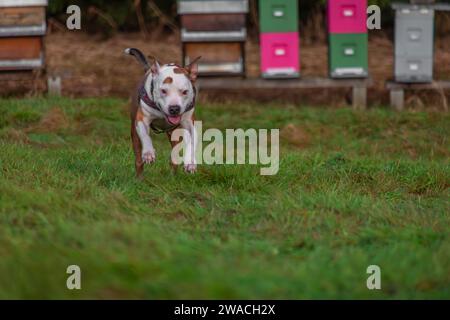 Cane pitbull da corsa su prato verde in una giornata nuvolosa d'inverno Foto Stock