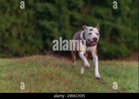 Cane pitbull da corsa su prato verde in una giornata nuvolosa d'inverno Foto Stock