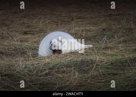 Una piccola foca grigia sulla costa a donna Nook Foto Stock