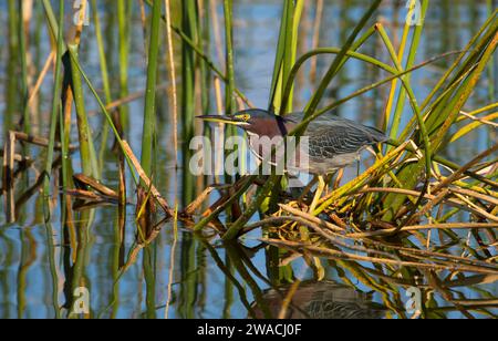 Airone verde (Butorides virescens), Ritch Grissom Memorial Wetlands a Viera, Florida Foto Stock