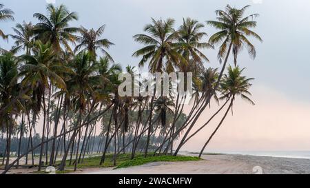 Splendida spiaggia di al haffa a salalah all'alba, in Oman, ufficialmente Sultanato dell'Oman. Foto Stock