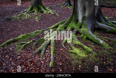 Le radici degli alberi ricoperte di muschio verde brillante in un antico bosco di faggi, Worcestershire, Inghilterra. Foto Stock