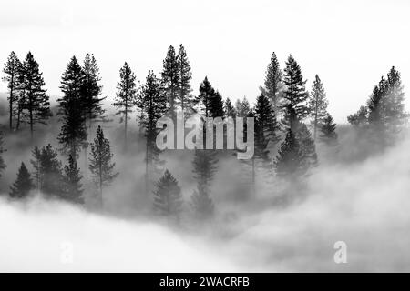 Foresta di conifere nella nebbia delle Blue Mountains, Oregon, Stati Uniti Foto Stock