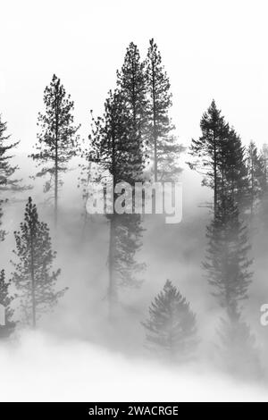 Foresta di conifere nella nebbia delle Blue Mountains, Oregon, Stati Uniti Foto Stock