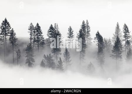 Foresta di conifere nella nebbia delle Blue Mountains, Oregon, Stati Uniti Foto Stock