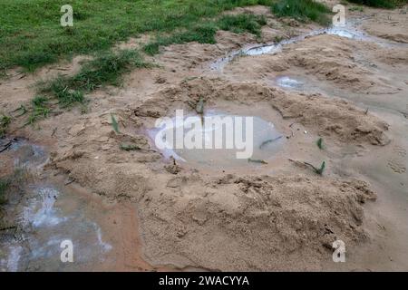 La coda di mare (Hippuris vulgaris) cresce sulle rive del lago Viljandi, in Estonia, con chiazze irridescenti formate da batteri di ferro, comunemente presenti in fre Foto Stock