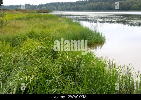 Siepi in una zona umida di acqua dolce ai margini del lago Viljandi, Estonia Foto Stock