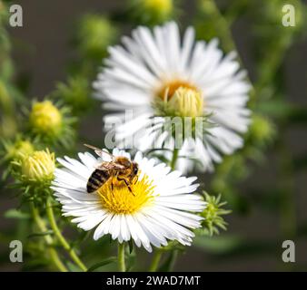 Macro di un'ape su un Bushy aster Symphyotrichum dumosus blossom bianco Foto Stock