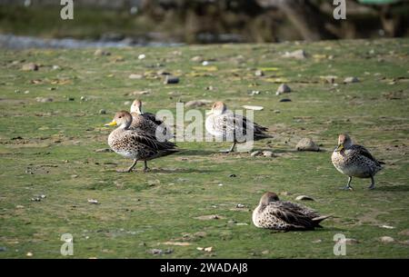 gruppo di anatre a piedi Foto Stock