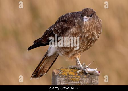 Uccello preda che mangia un topo, Chimango Caracara Foto Stock