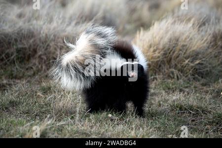 skunk in posizione difensiva pronto ad attaccare Foto Stock