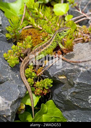 Lucertola di sabbia (Lacerta agilis), maschio su pietre con stonecrop (album Sedum), o stonecrop, Wetzlar, Assia, Germania Foto Stock