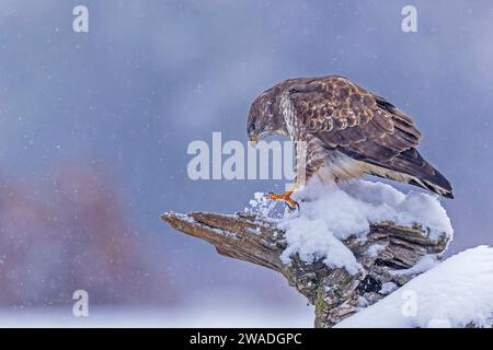 Caccia alla bufera delle steppe (Buteo buteo), rapaci in cerca di cibo, topi cacciati, paesaggio alluvionale, prati alluvionali, in agguato su un vecchio albero Foto Stock