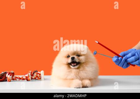 Veterinario spazzolamento denti di cane Pomerania su sfondo arancione Foto Stock