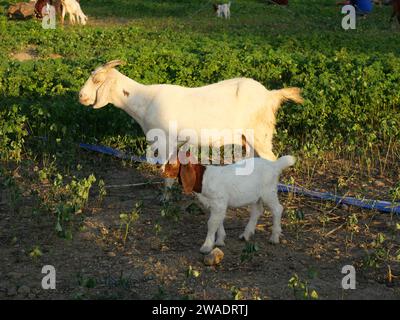 Capra maculata marrone e bianca in pascolo verde, mammiferi nel campo agricolo Foto Stock