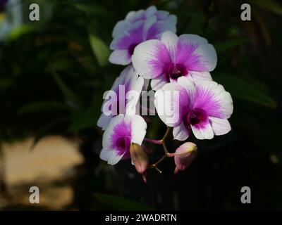 Bianco con strisce viola di Phalaenopsis Orchidee in fiore con sfondo verde naturale e nero, fiore di orchidee Moth in Thailandia Foto Stock