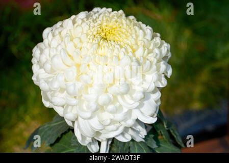 Primo piano di grandi e delicati fiori di crisantemo Foto Stock