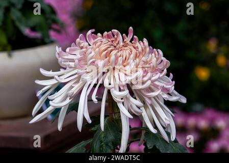 Primo piano di grandi e delicati fiori di crisantemo Foto Stock