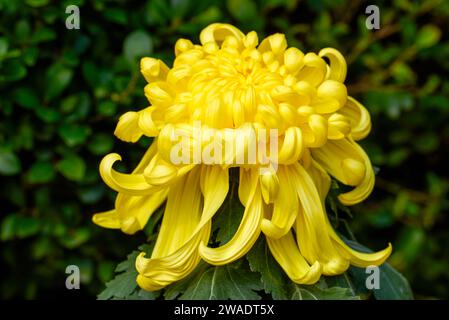 Primo piano di grandi e delicati fiori di crisantemo Foto Stock