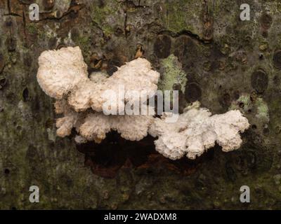 Funghi spaccati (comune Schizophyllum) che crescono su legno decomposizione Foto Stock