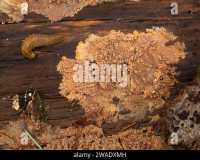 Fungo in crosta rugosa rosa-arancio (Phlebia radiata) che cresce sul legno marcio di un albero deciduo caduto Foto Stock