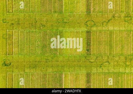 Immagine aerea di terreni di prova agricoli con diversi tipi di colture di cereali, ibridi, scatti da droni. Foto Stock