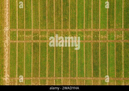 Immagine aerea di terreni di prova agricoli con diversi tipi di colture di cereali, ibridi, scatti da droni. Foto Stock